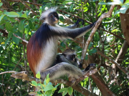 Affe Sansibar Jozani Nationalpark Oman Zanzibar